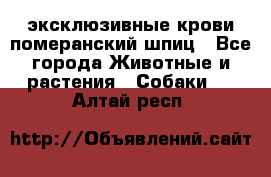 эксклюзивные крови-померанский шпиц - Все города Животные и растения » Собаки   . Алтай респ.